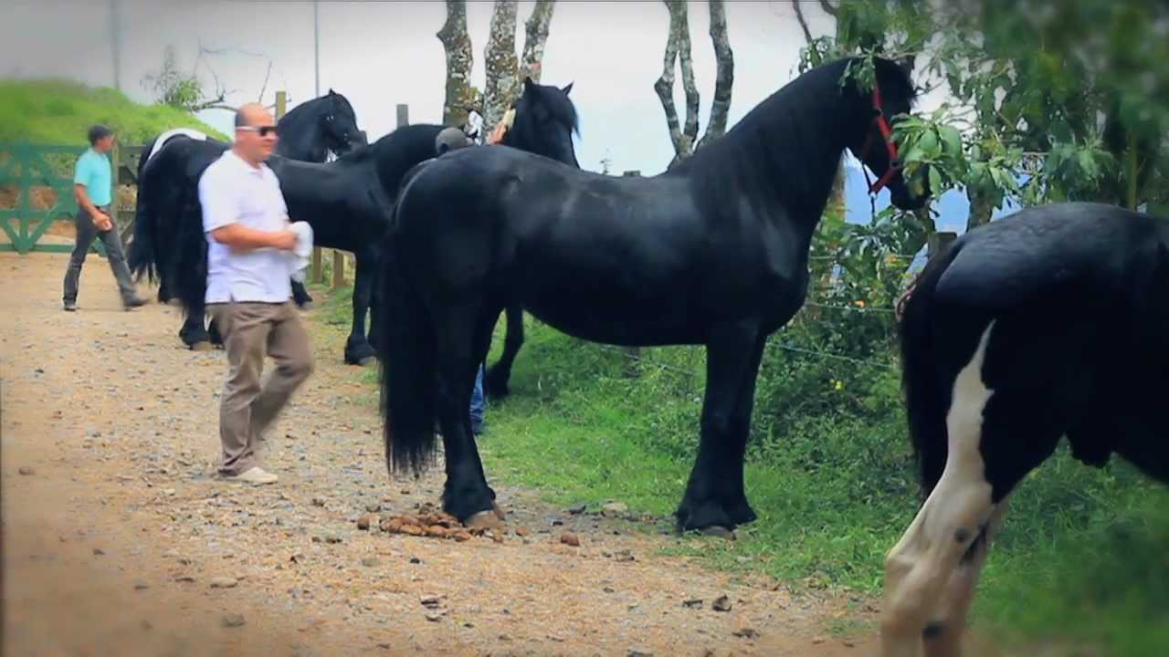 Venta De Caballos En Nicaragua