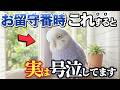 知らないと危険!鳥が持つ3つの習慣と正しい接し方【鳥雑学】
