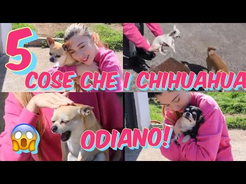 Video: Come Addestrare Un Chihuahua