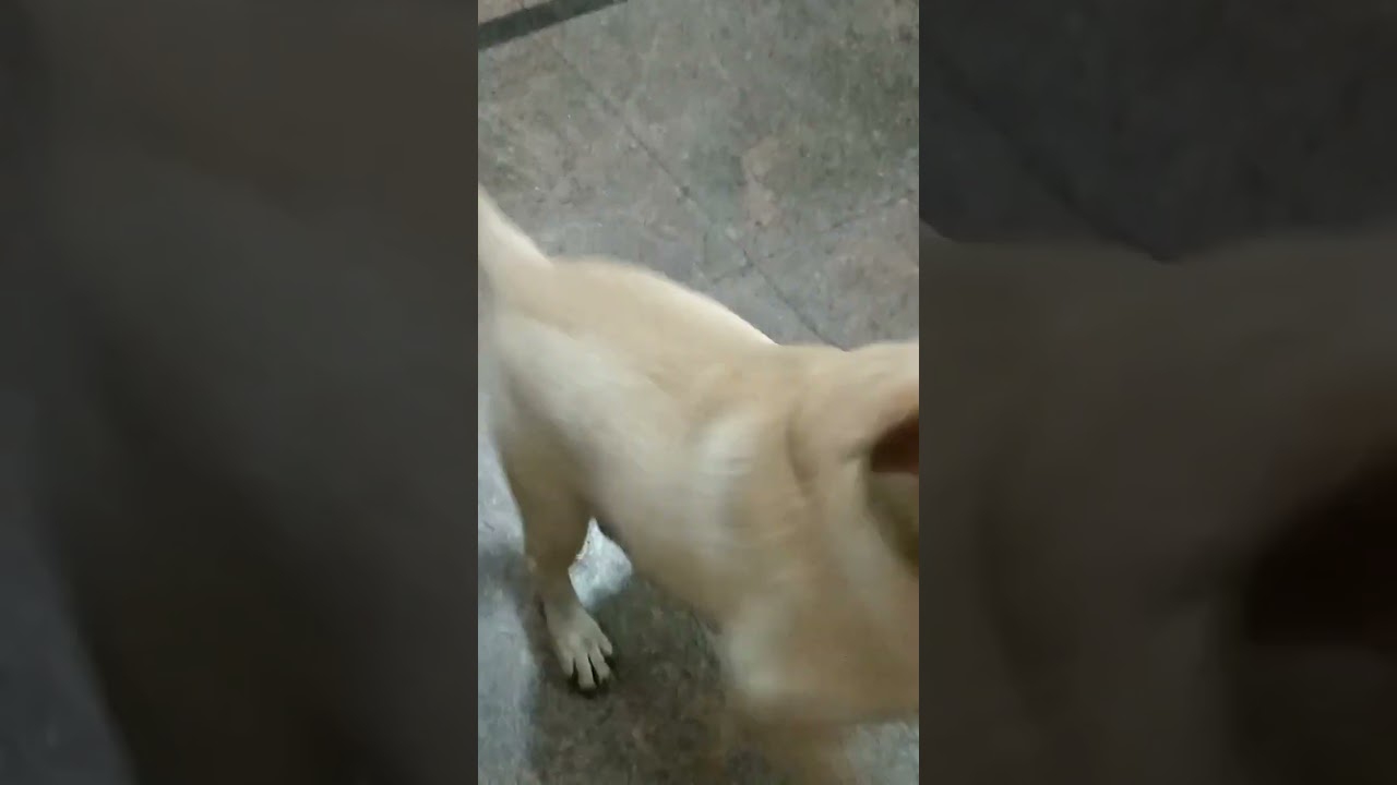 Labrador retriever dogs has very good energy level during playing 🥰👍