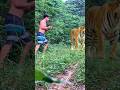 Amazing legends tiger ? #lionhunters #tiger #nature #animals #forest #short