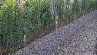 Ligusterhæk Og Beplantning