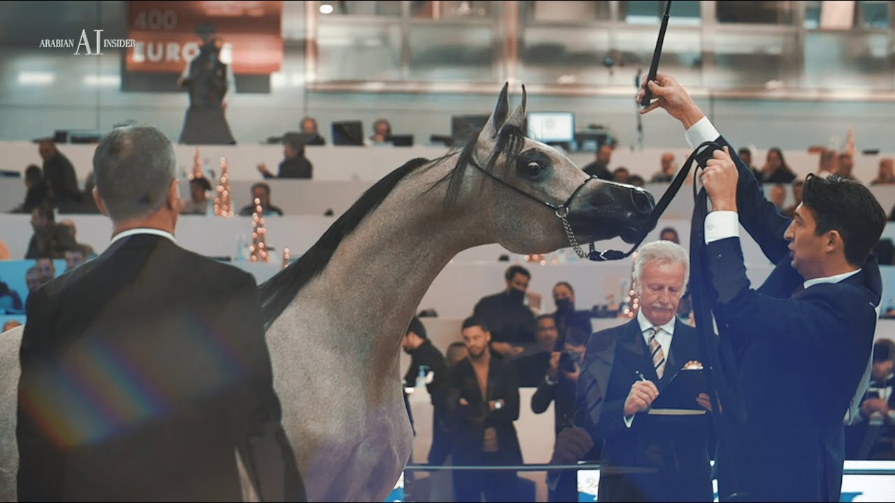 PARIS ARABIAN HORSE WORLD CHAMPIONSHIP 2021 The Aftermovie YouTube paris-arabian-horse-world-championship-2021-the-aftermovie-youtube