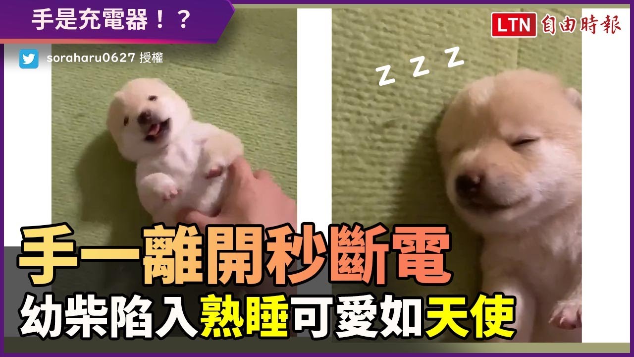 手一離開肚肚秒斷電 幼白柴陷入熟睡彷彿天使超可愛 Youtube