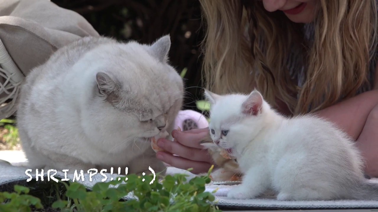 apollo british shorthair