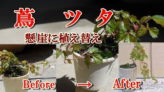 龍神蔦　根上がり　懸崖 mqdefault.jpg