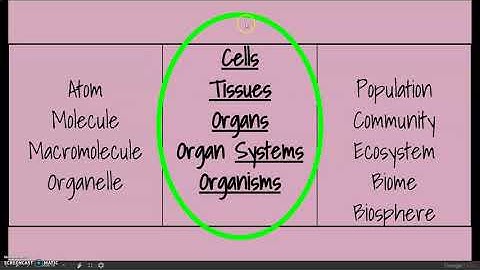 Levels of Organization
