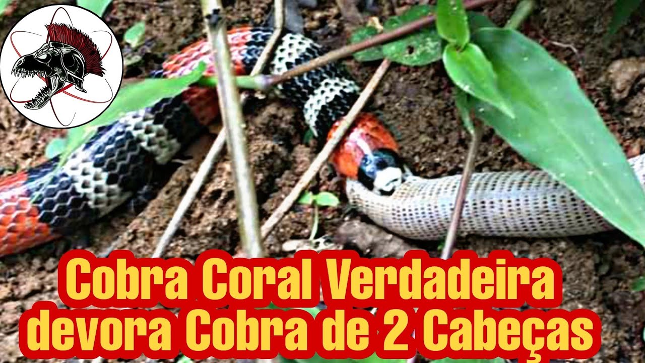 Cobra Coral devora Cobra de 2 Cabeças | Biólogo Henrique o Biólogo das Cobras