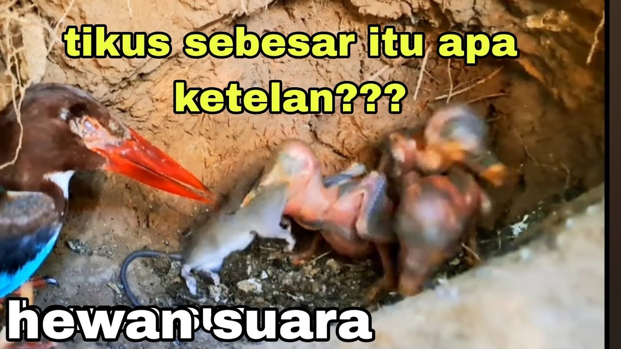 CERITA BURUNG TENGKEK  PREDATOR 8 JUTA PENONTON