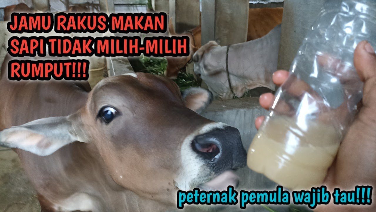 Ternyata ini! Jamu ampuh rakus makan agar sapi tidak memilih-milih jenis rumput yang kita berikan