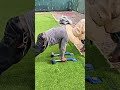 This tool cuts grass carpet for mini football fields & installs it neatly & quickly every day now