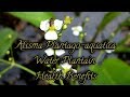 #BotanyVlog Facts of Water Plantain (Alisma plantago aquatica)