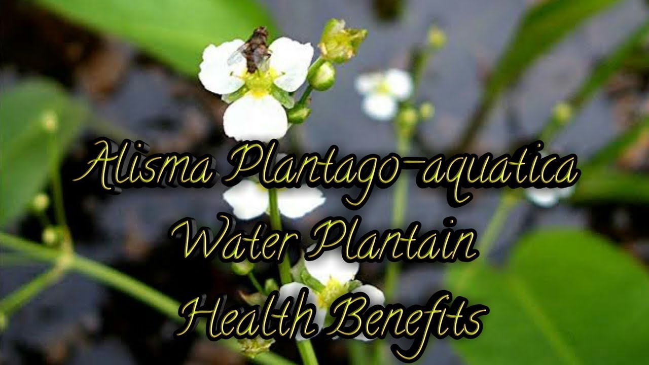 BotanyVlog Facts and Health Benefits of Water Plantain (Alisma