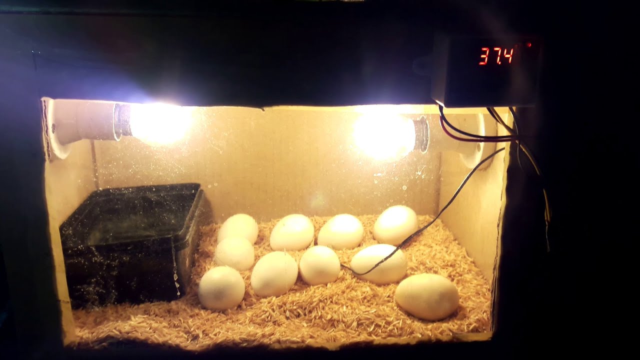 DIY Cardboard box egg incubator DAY18 Rotating Eggs Manually