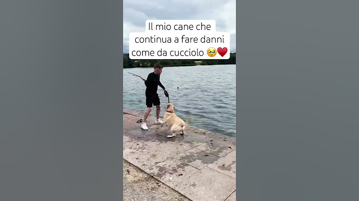 Il mio #cane #labrador che fa solo danni 😂 #reaction #cane #cucciolo #amore #festa #cagnolino
