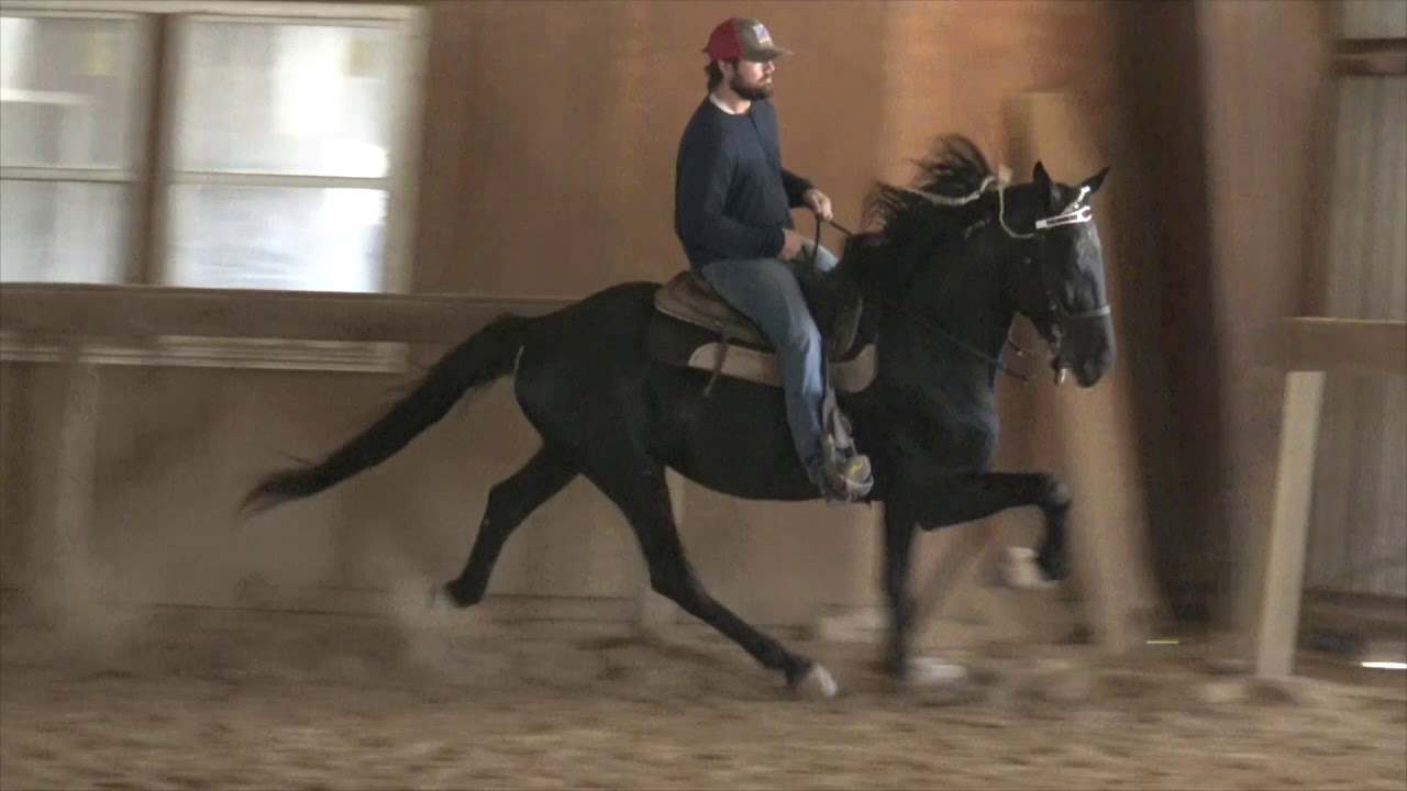 Elite Champion Keg Shod Speed Racking Stallion D'JANGO - Jacob Parks Horsemanship