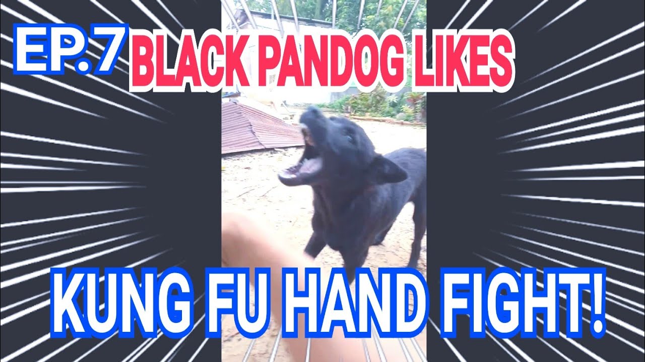 BLACK PANDOG LIKES KUNGFU HAND FIGHT⚠️ หมาน่ารักขี้เล่น ! EP.7