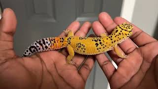 Leopard Gecko update (hold backs) Wealth