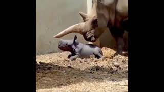 White Rhino Giving Birth - Amazing Video