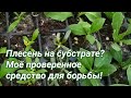 100% безопасное для растений средство для борьбы с плесенью!