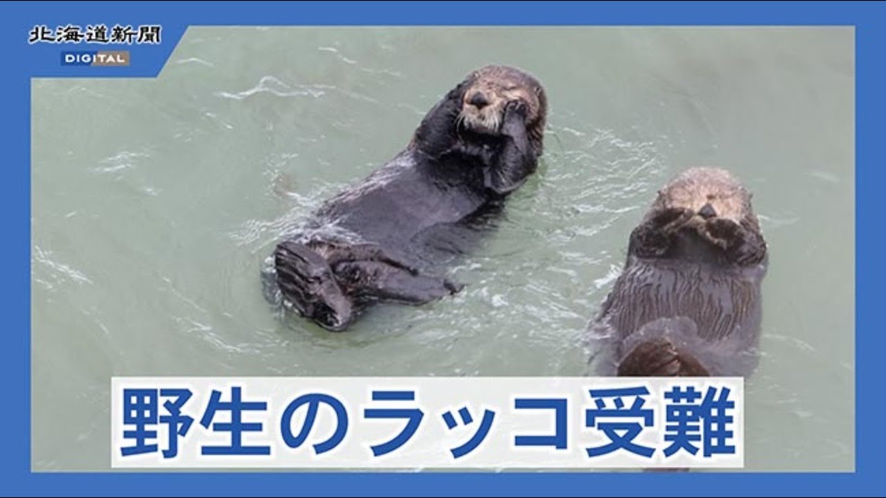 野生のラッコ受難続く 鳥インフルやシャチ襲来 浜中町 - YouTube