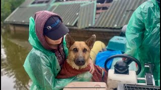 ХЕРСОН | Вівчарка Афіна рятувалася на плаваючому даху на Острові | 5 день евакуації