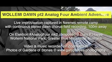 WOLLEMI DAWN pt2: Analog Four Ambient Adventure 1