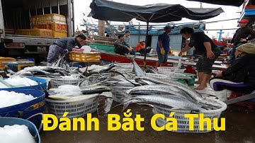 Lưới cá thu, đánh bắt cá thu , cá ảo