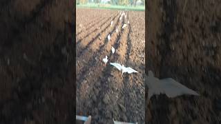 Traditional Bird Traps Bird Trap Technology Awesome Quick Survival Snare Egret Bird