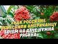 «Зачем сажать бесполезную ягоду».Как россияне объяснили американцу зачем на даче нужна рябина.