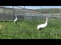 view Whooping Crane Unison Call at Smithsonian Conservation Biology Institute digital asset number 1