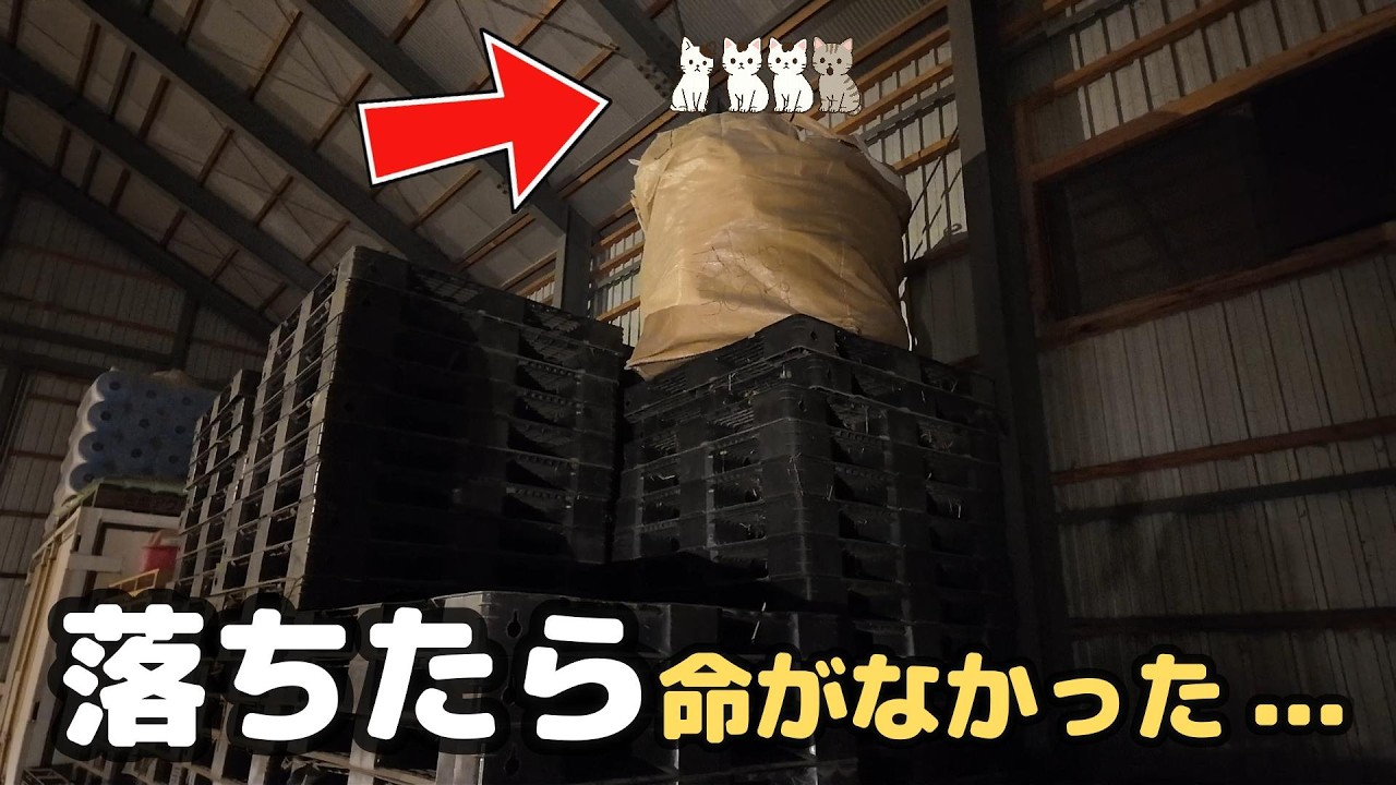 危険な場所で見つけた4匹の子猫…あと少し遅かったら【保護猫日記】