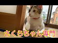 【保護猫】三毛猫三姉妹のさくらちゃん