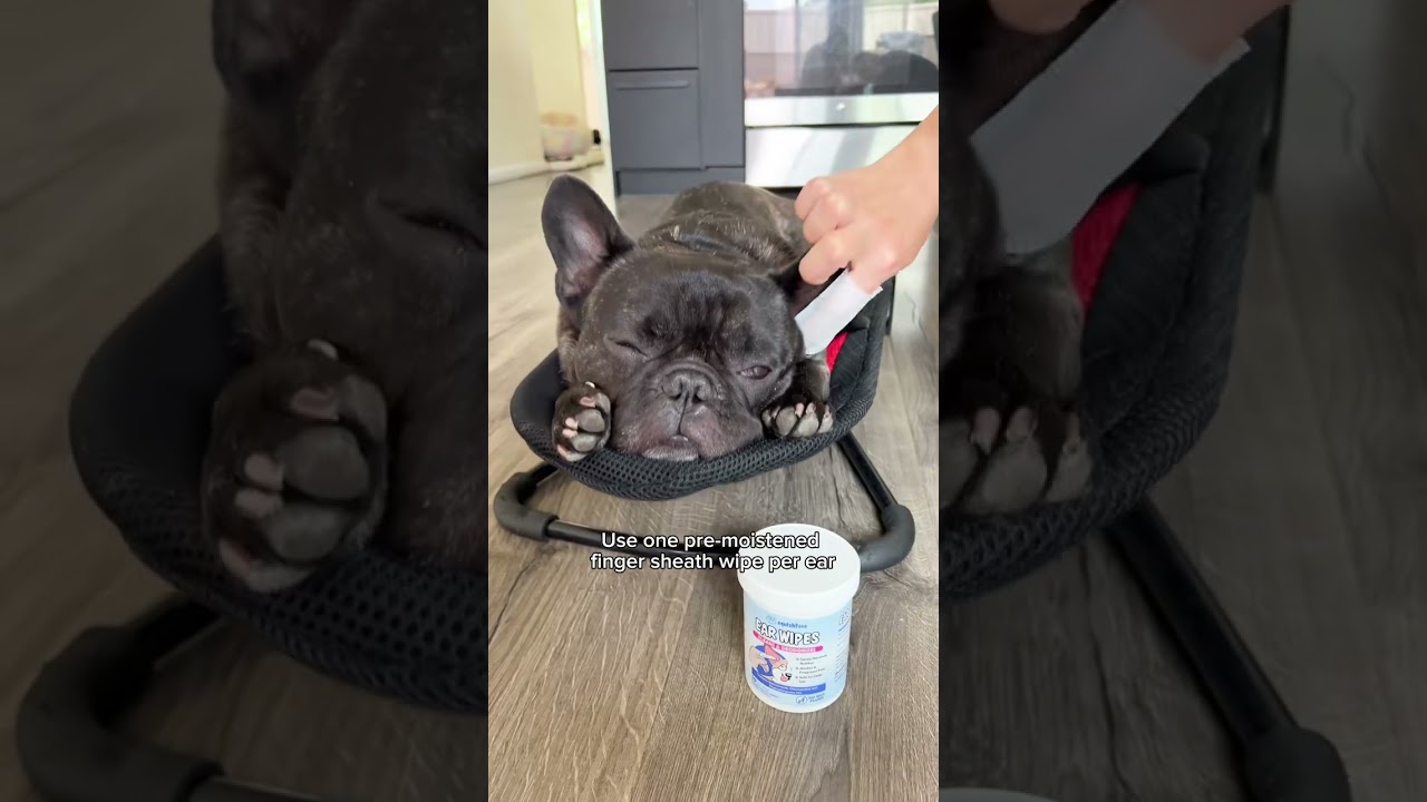 Cleaning my Frenchie’s ears has never been easier! Using Ear Wipes – the ultimate pup pampering solu
