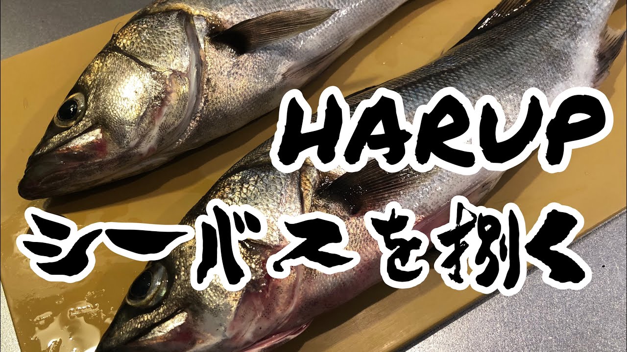 シーバス スズキ の捌き方 How To Handle Sea Bass Youtube