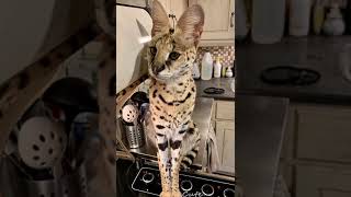 Serval Sounds  Pt. 2