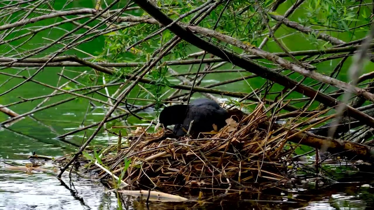An Eurasian Coot