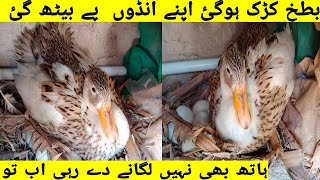 My duck is broody now l broody duck sitting on eggs @Healthy_and_beautiful_pets