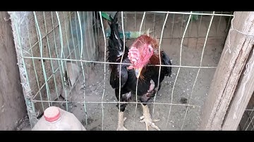 Update kuv cov menyuam qaib Pama Simba 2022 nawb 06/24/2022