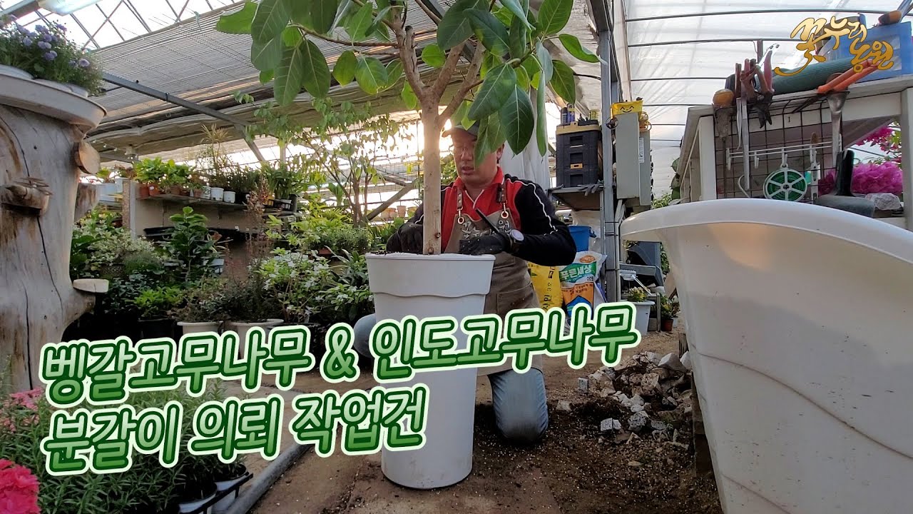 [꽃누리농원] 벵갈고무나무 & 인도고무나무 분갈이 의뢰 작업 - YouTube