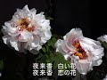 夜来香(昭和25年)山口淑子