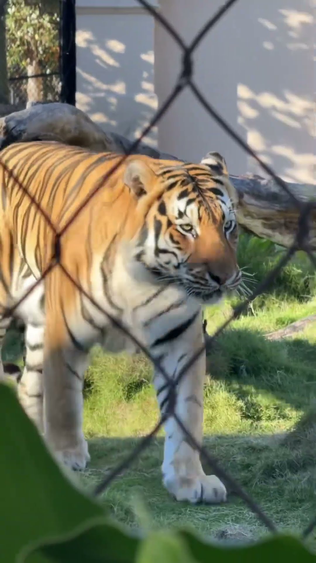 LSU MIKE THE TIGER ??