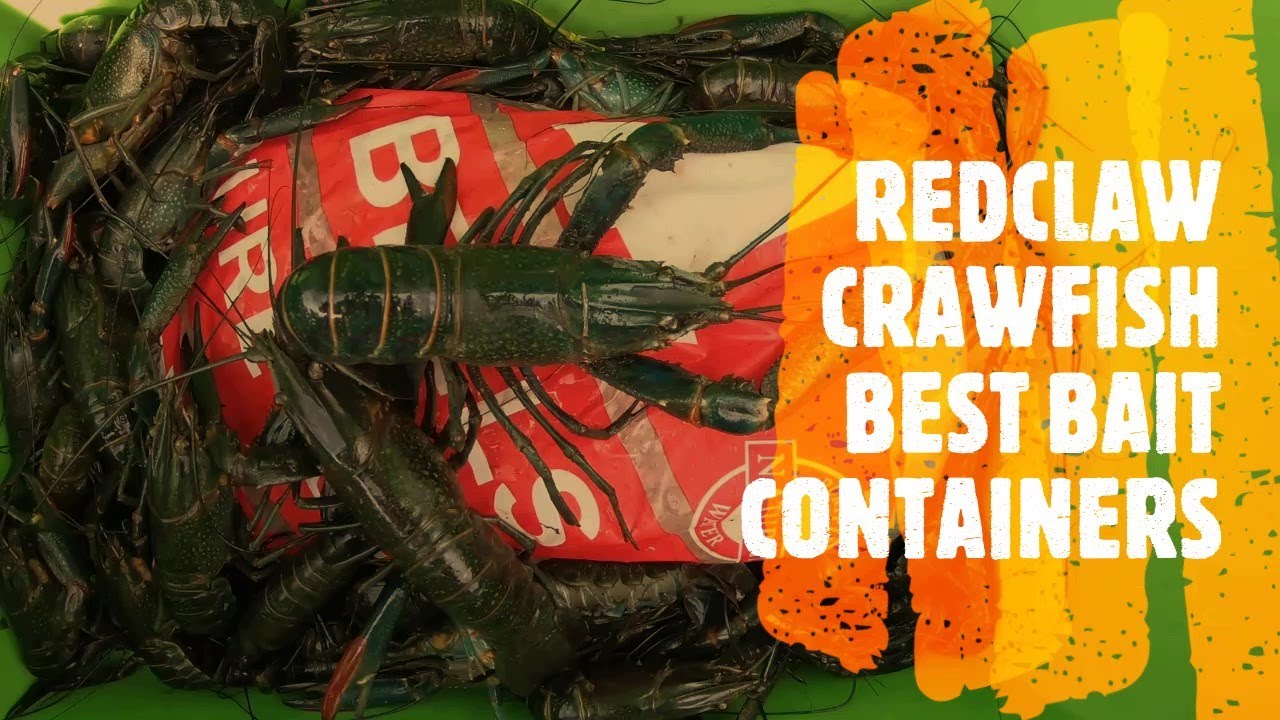 Best bait for redclaw Clearance
