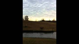 Poplar Intermediate Water - Nov. 2011