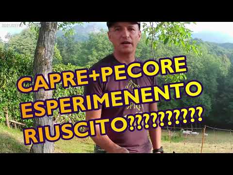 CAPRE E PECORE  UTILIZZARE COME RASAERBA NATURALI (esperimento)