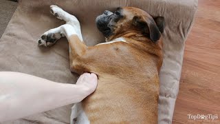 How To Check A Dog’s Pulse
