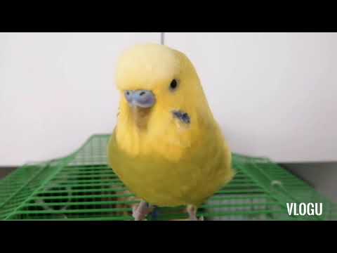 Video: Budgerigar. Reproducere și îngrijire