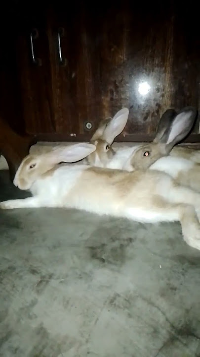 Milenge Hum Nahi 💕🐰💃🐇🕺💞#rk #shifa #kalu #foreigner #viralshorts #pets #love #music #song #subscrib #