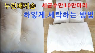 누런베개솜 뭉치지 않게 세탁기에 빠는방법 건조,세균,곰팡이 없애기