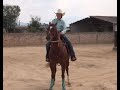 Como entrena María Malibrán a su caballo barrilero